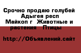 Срочно продаю голубей. - Адыгея респ., Майкоп г. Животные и растения » Птицы   